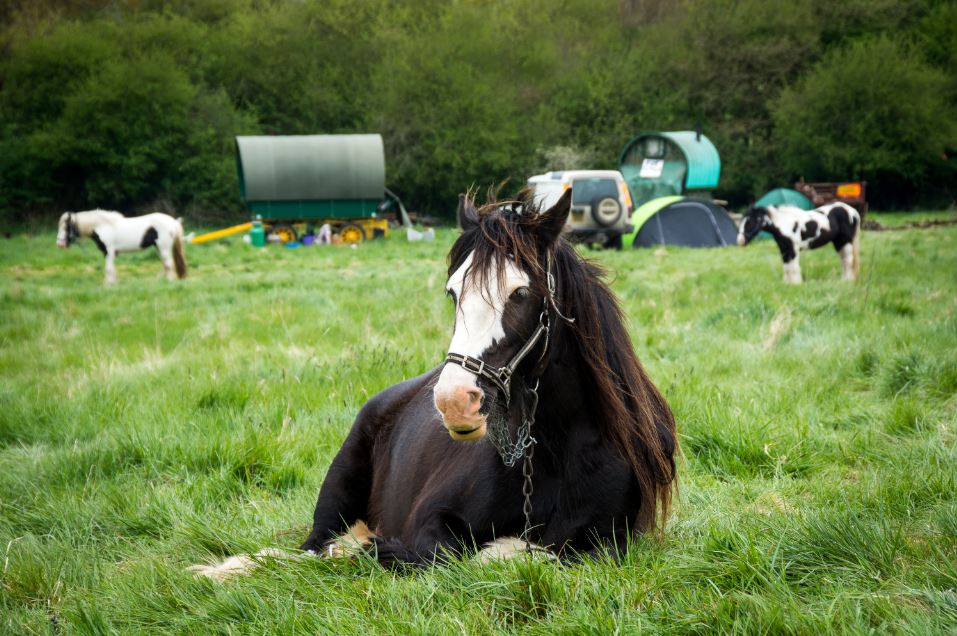 picture of horse lying on gras, in front of other horses and traditional Gypsy wagons